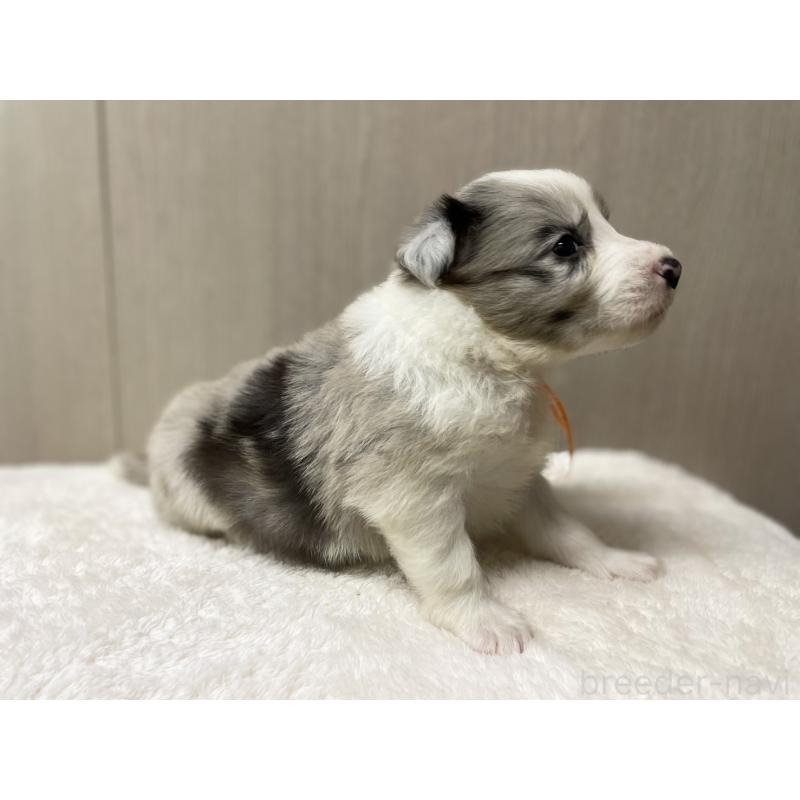 販売中の愛知県のボーダーコリー-423857の7枚目