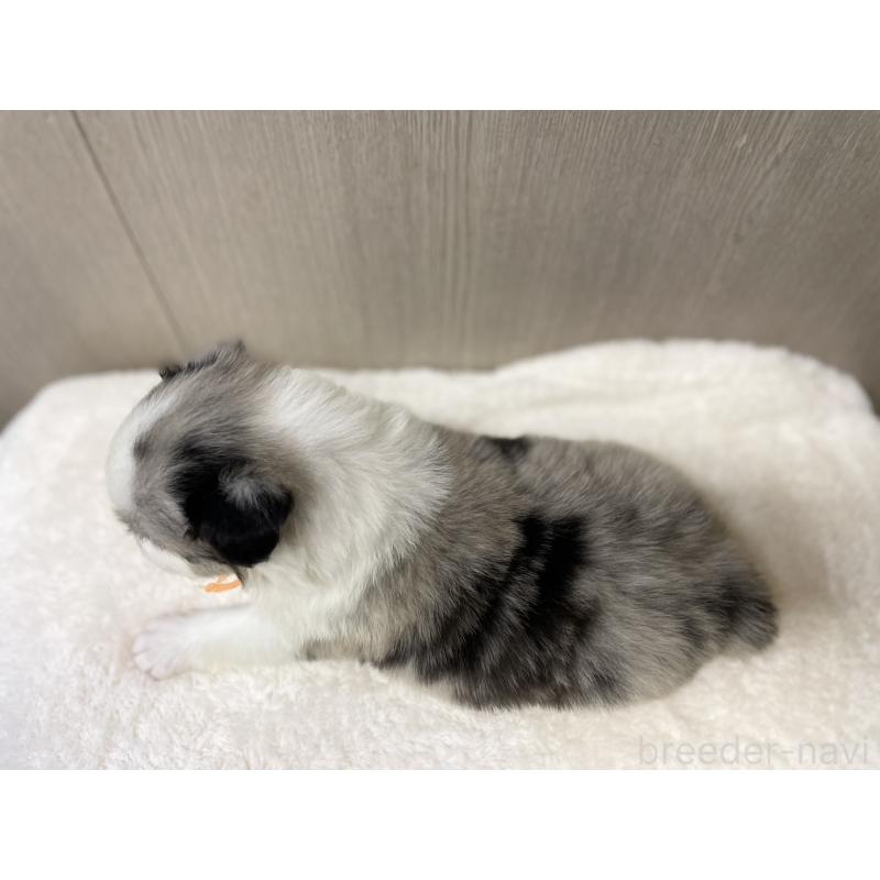 販売中の愛知県のボーダーコリー-423857の6枚目