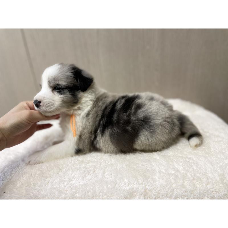 販売中の愛知県のボーダーコリー-423857の5枚目