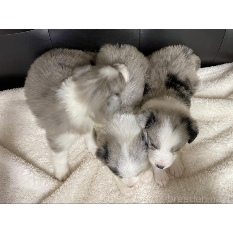 販売中の愛知県のボーダーコリー-423857の4枚目