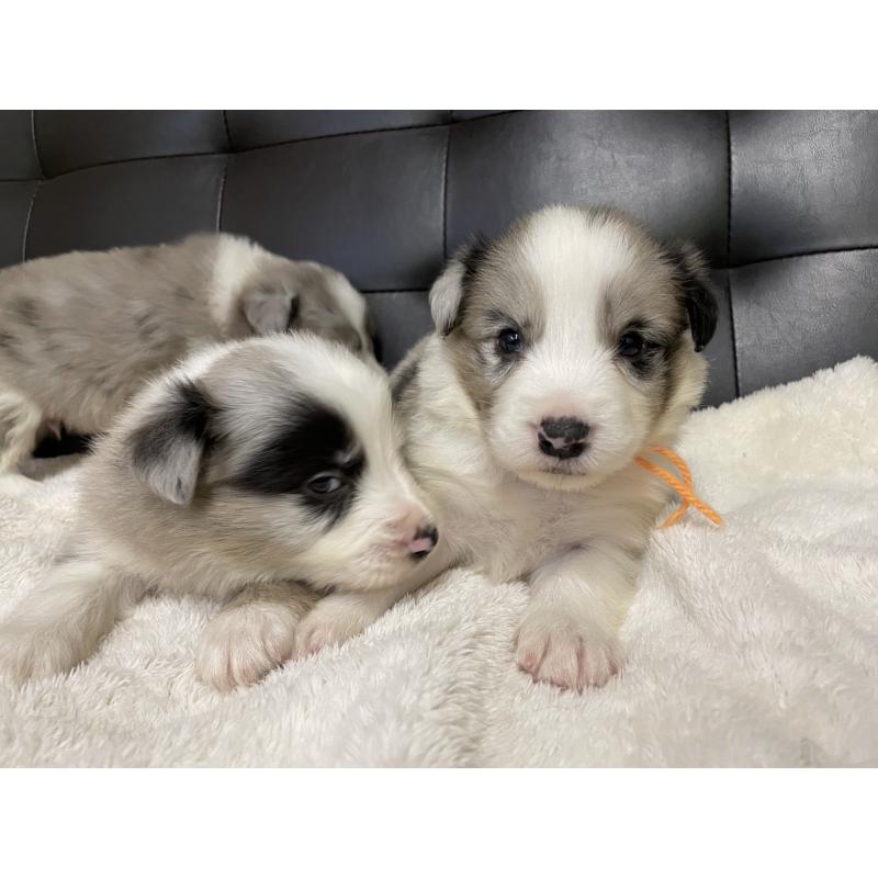 販売中の愛知県のボーダーコリー-423857の3枚目