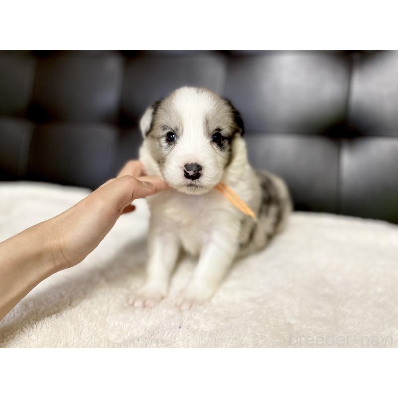 販売中の愛知県のボーダーコリー-423857の2枚目