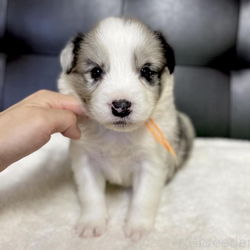 販売中の愛知県のボーダーコリー-423857の1枚目