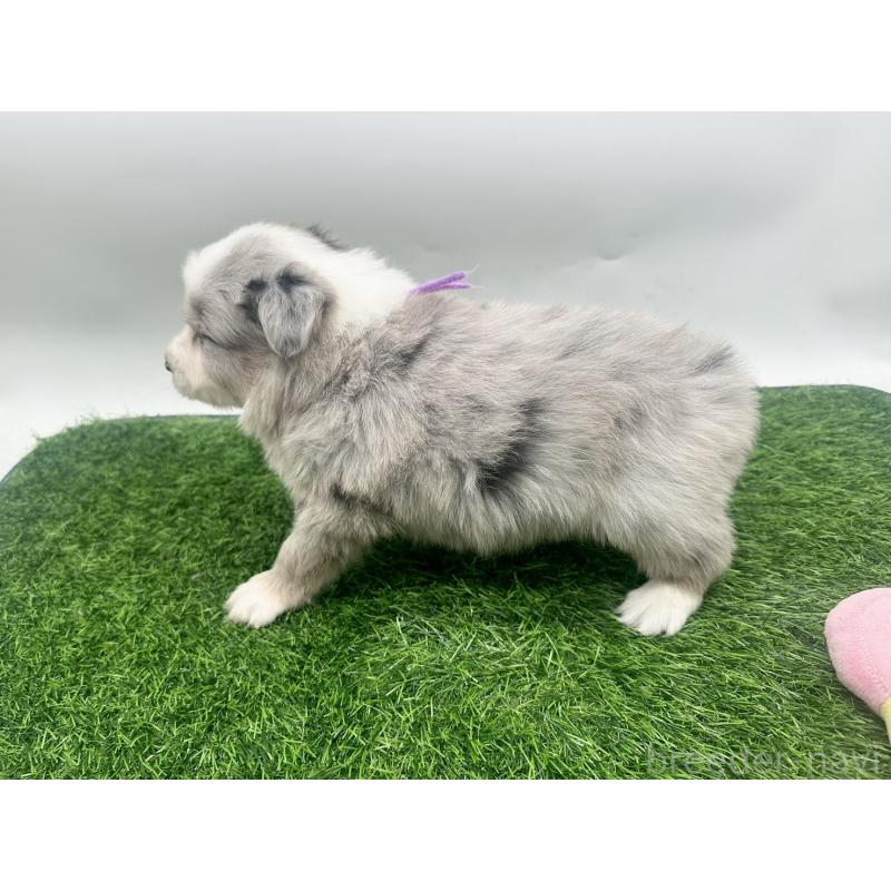 販売中の愛知県のボーダーコリー-423858の6枚目