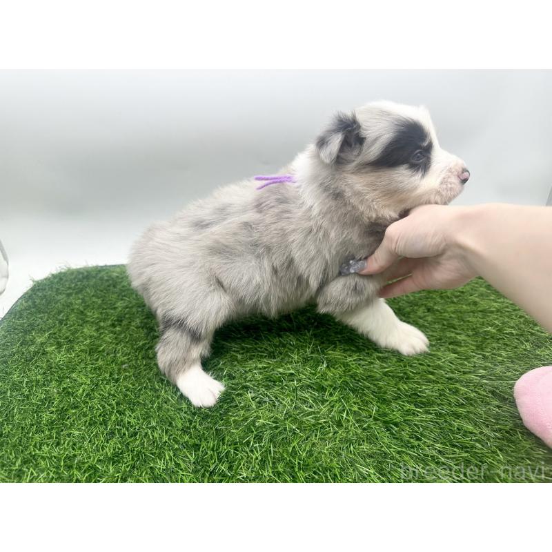 販売中の愛知県のボーダーコリー-423858の5枚目