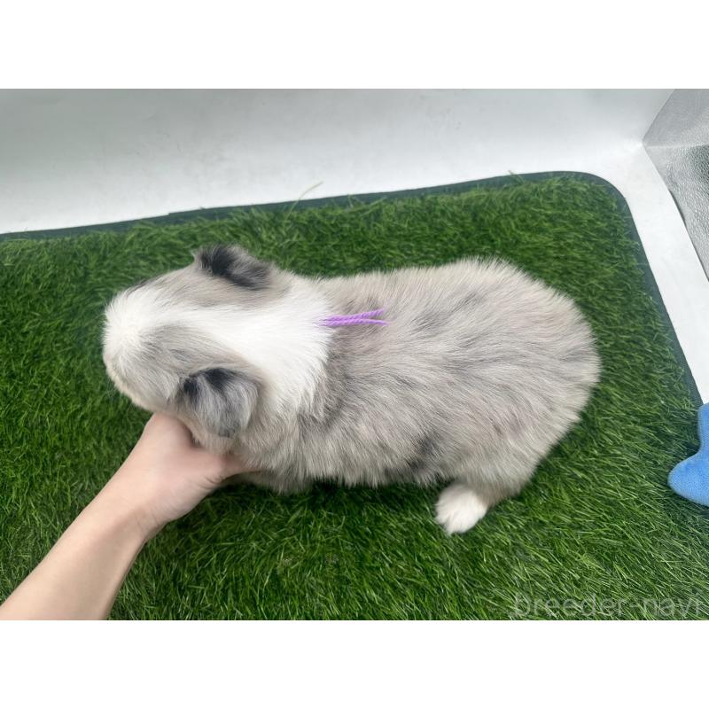 販売中の愛知県のボーダーコリー-423858の4枚目