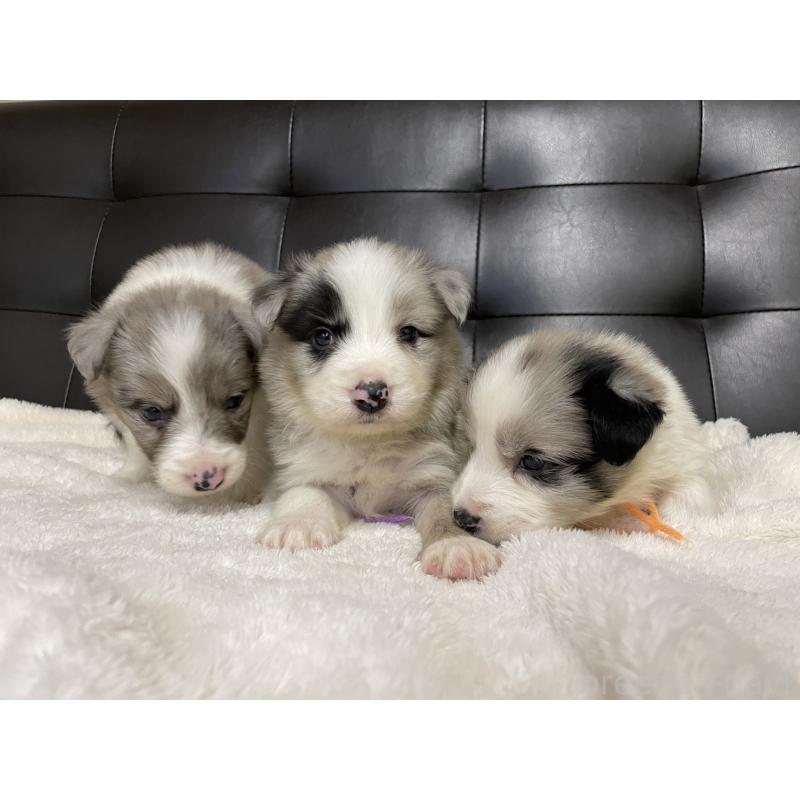 販売中の愛知県のボーダーコリー-423858の3枚目