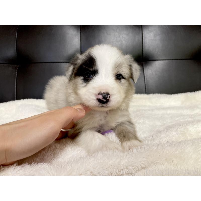 販売中の愛知県のボーダーコリー-423858の2枚目