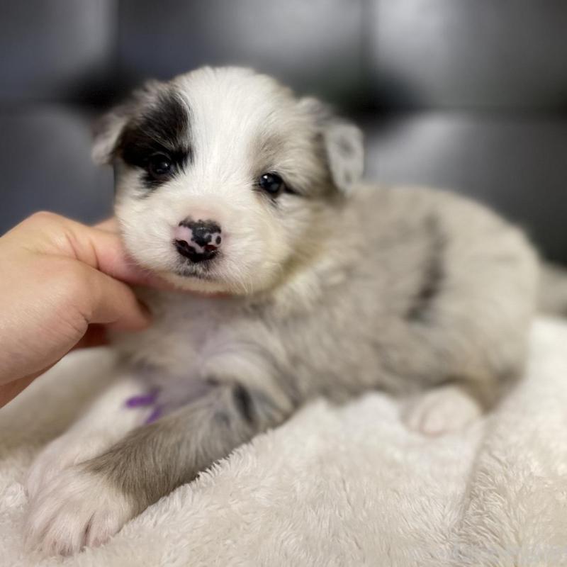 販売中の愛知県のボーダーコリー-423858の1枚目