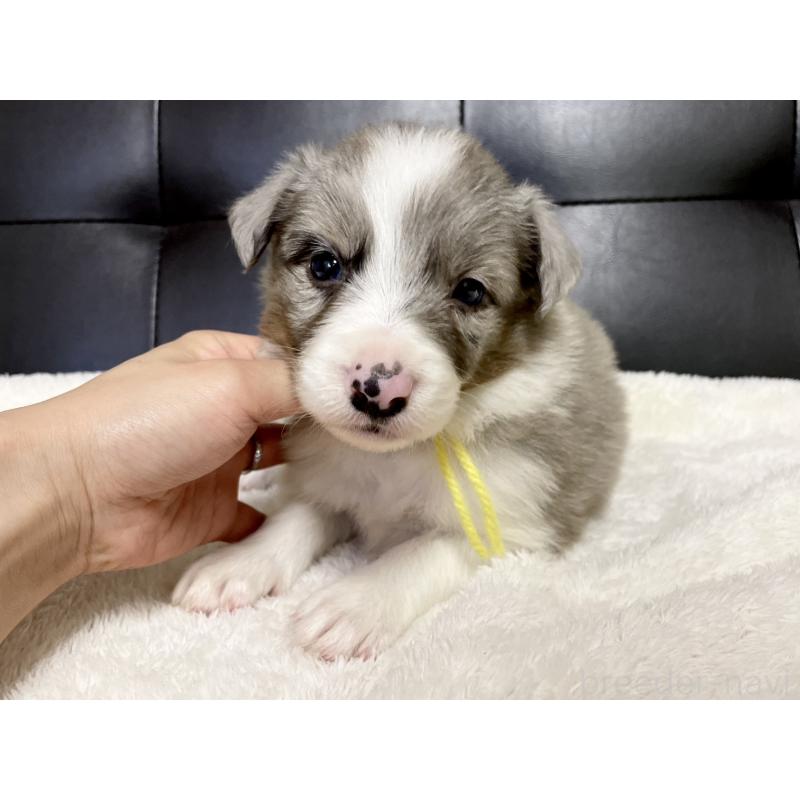 販売中の愛知県のボーダーコリー-423859の6枚目