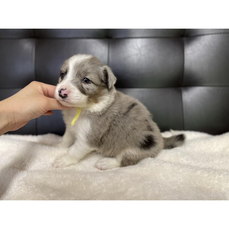 販売中の愛知県のボーダーコリー-423859の5枚目