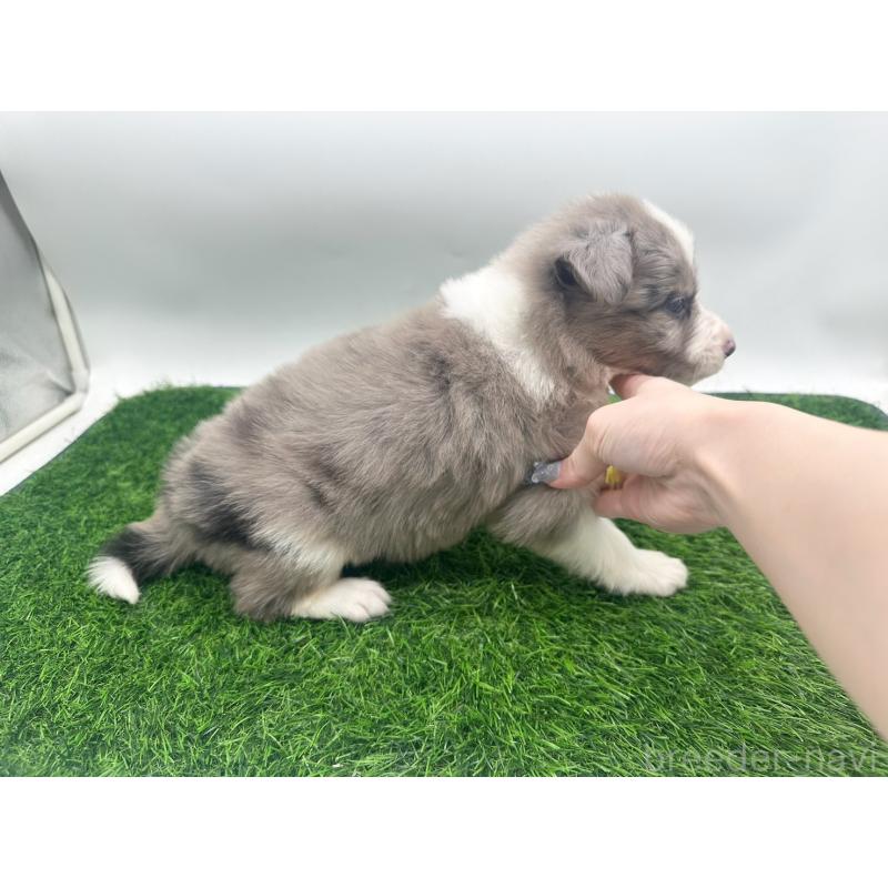 販売中の愛知県のボーダーコリー-423859の4枚目