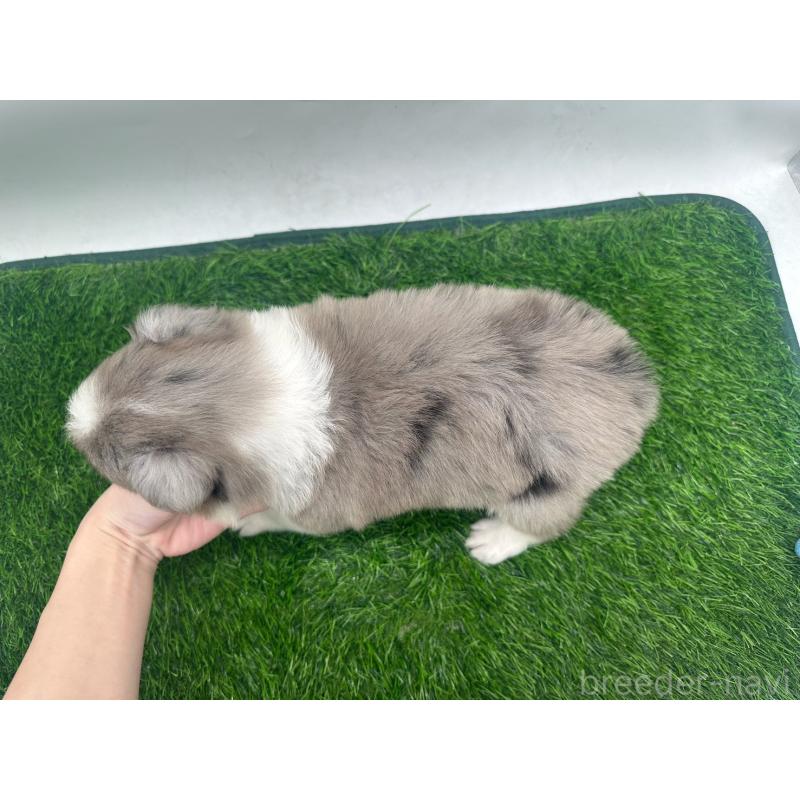 販売中の愛知県のボーダーコリー-423859の3枚目