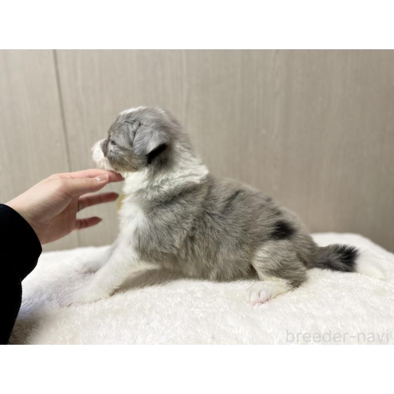 販売中の愛知県のボーダーコリー-423859の2枚目