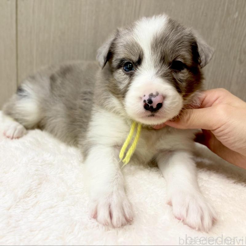 販売中の愛知県のボーダーコリー-423859の1枚目