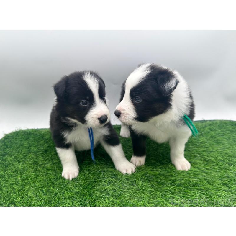 販売中の愛知県のボーダーコリー-423860の5枚目