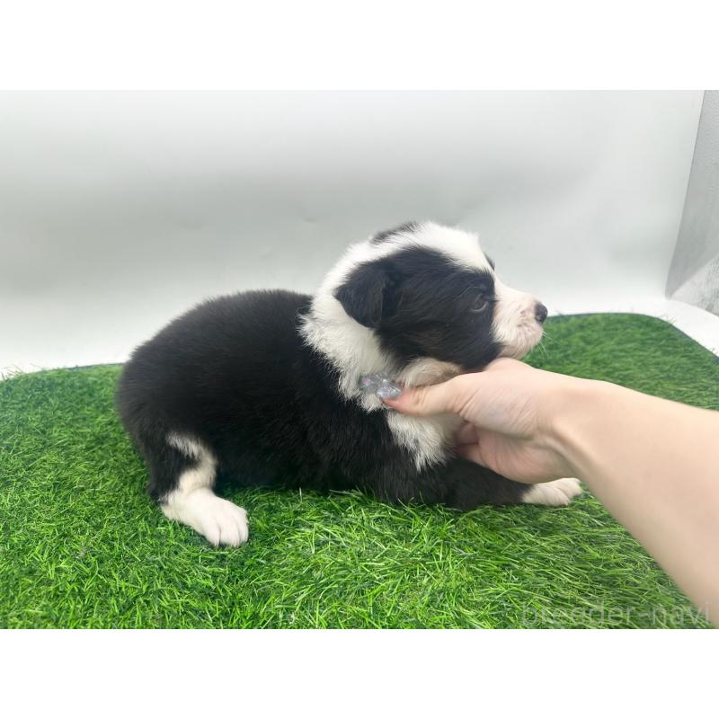 販売中の愛知県のボーダーコリー-423860の4枚目