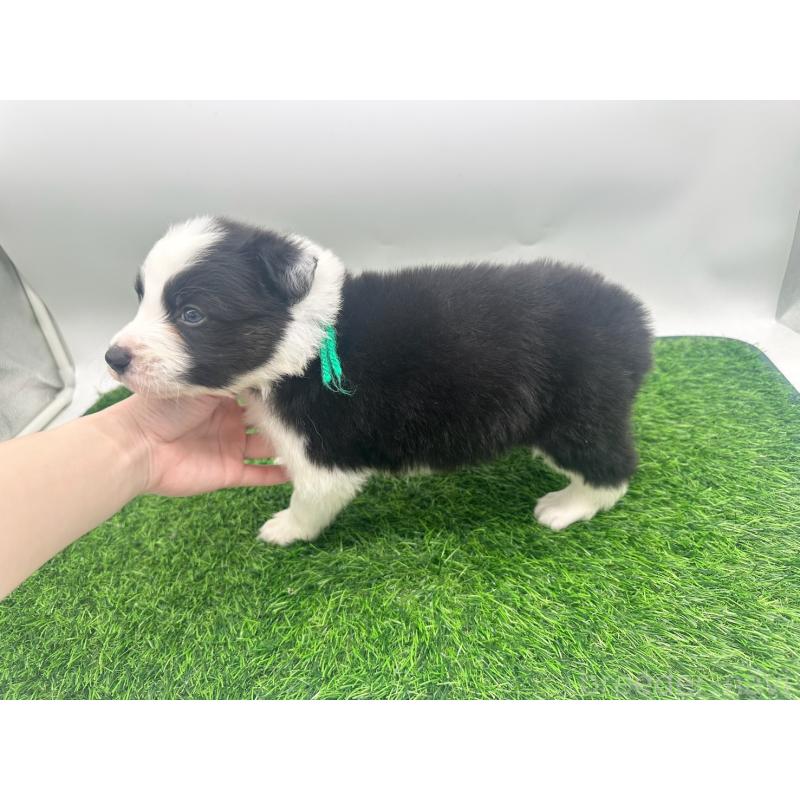 販売中の愛知県のボーダーコリー-423860の3枚目