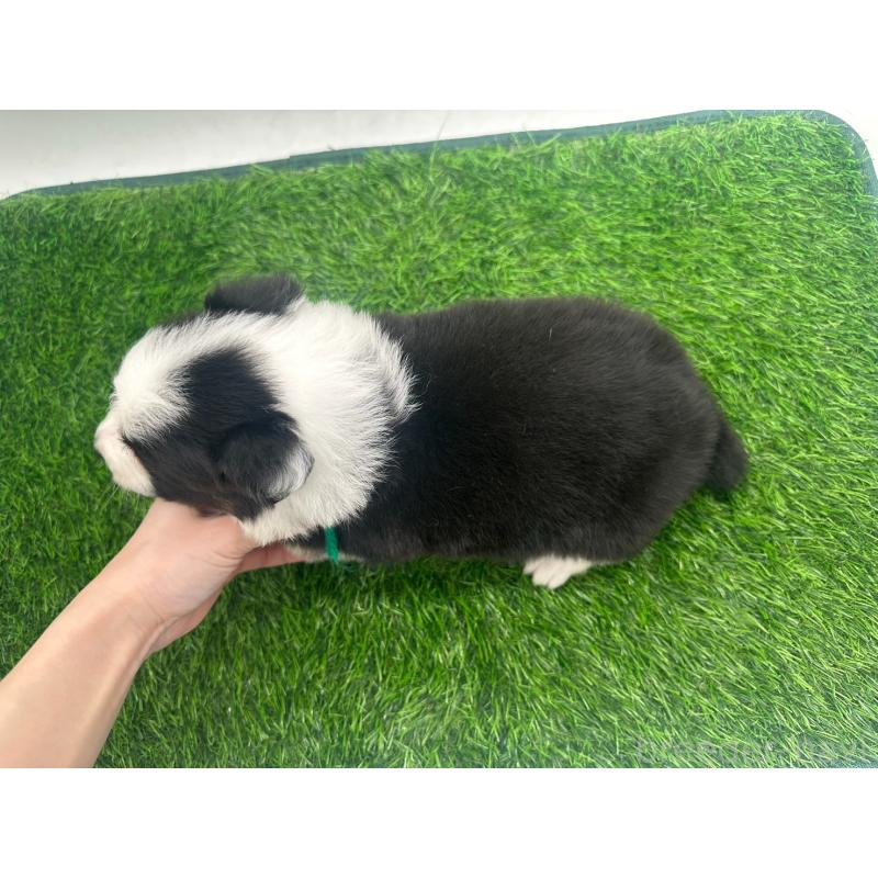 販売中の愛知県のボーダーコリー-423860の2枚目