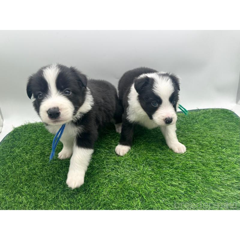 販売中の愛知県のボーダーコリー-423861の6枚目