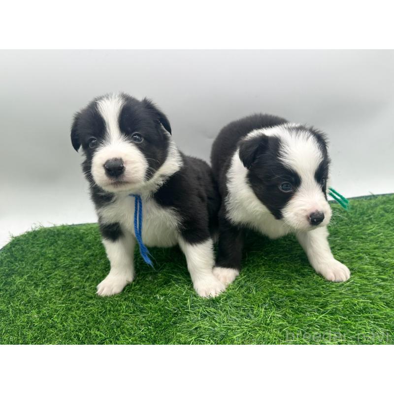 販売中の愛知県のボーダーコリー-423861の5枚目