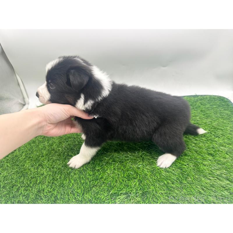 販売中の愛知県のボーダーコリー-423861の4枚目