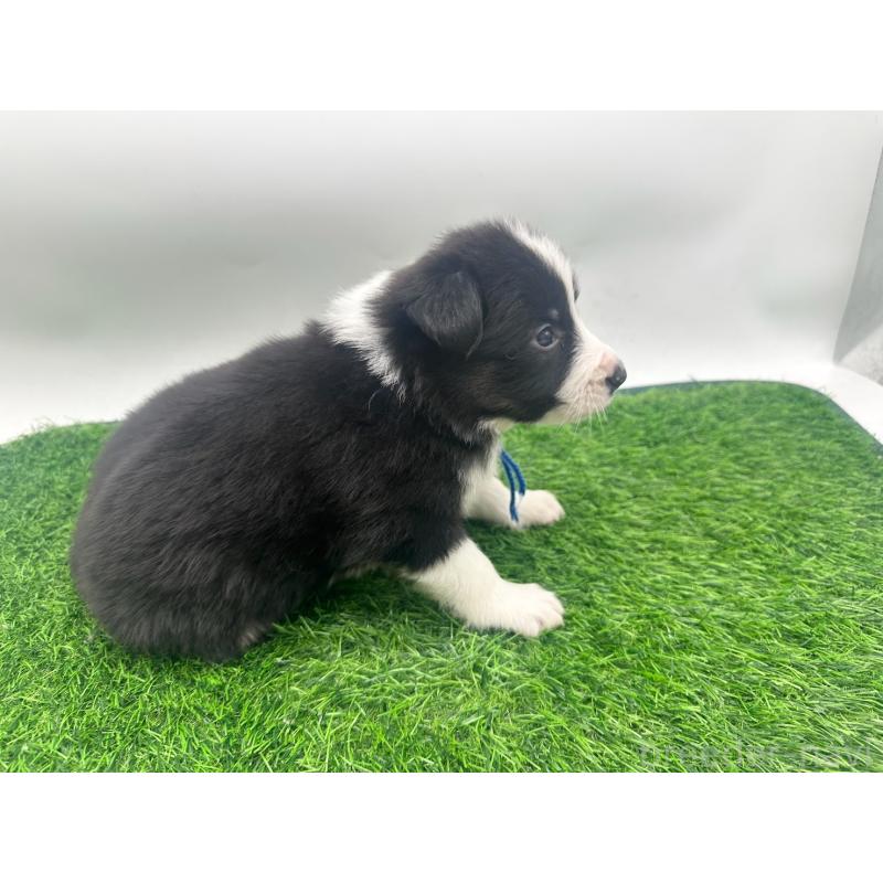 販売中の愛知県のボーダーコリー-423861の3枚目