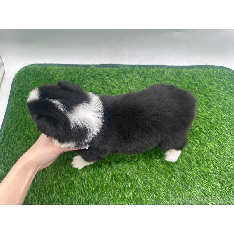 販売中の愛知県のボーダーコリー-423861の2枚目