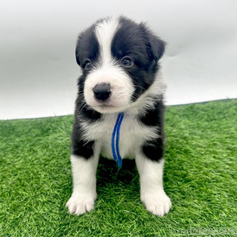 販売中の愛知県のボーダーコリー-423861の1枚目