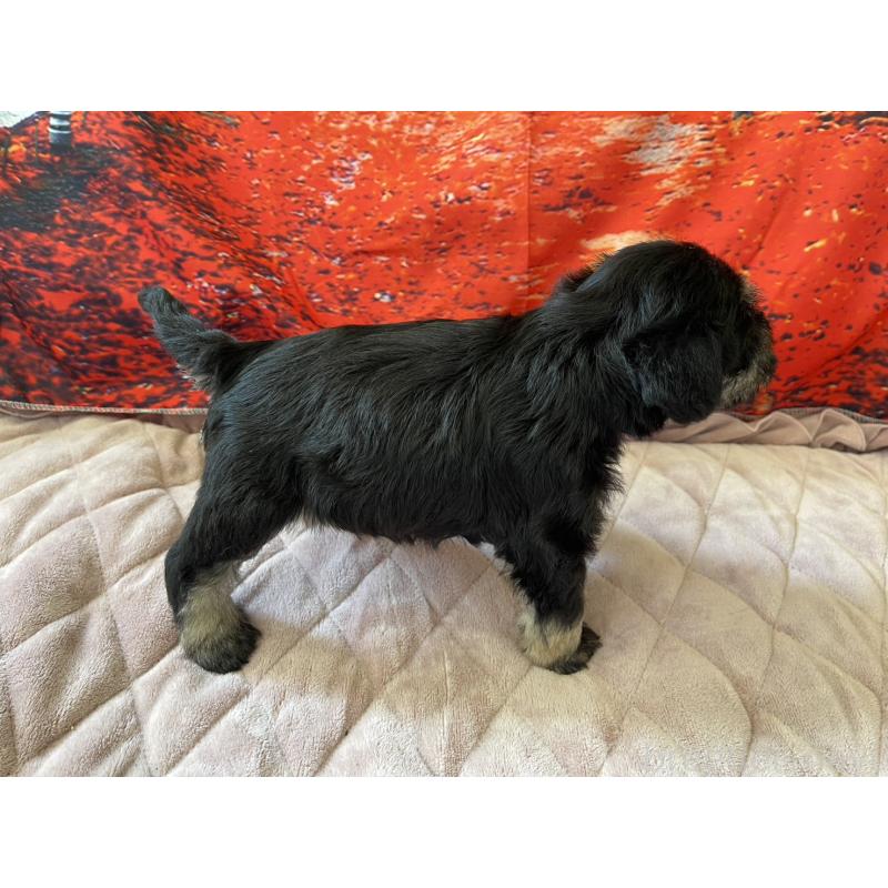 販売中の千葉県のミニチュアシュナウザー-423863の5枚目