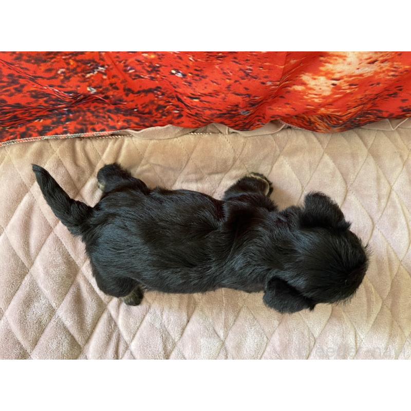 販売中の千葉県のミニチュアシュナウザー-423863の4枚目