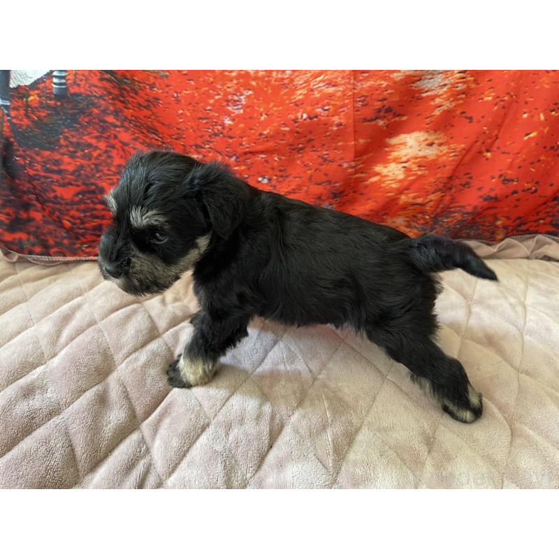 販売中の千葉県のミニチュアシュナウザー-423863の3枚目