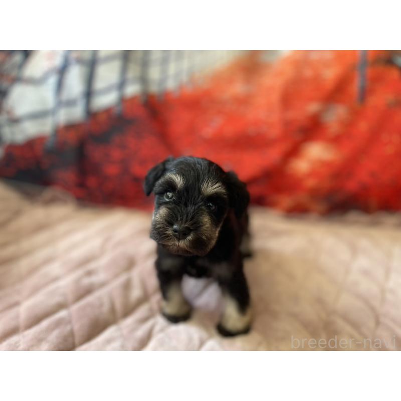 販売中の千葉県のミニチュアシュナウザー-423863の2枚目