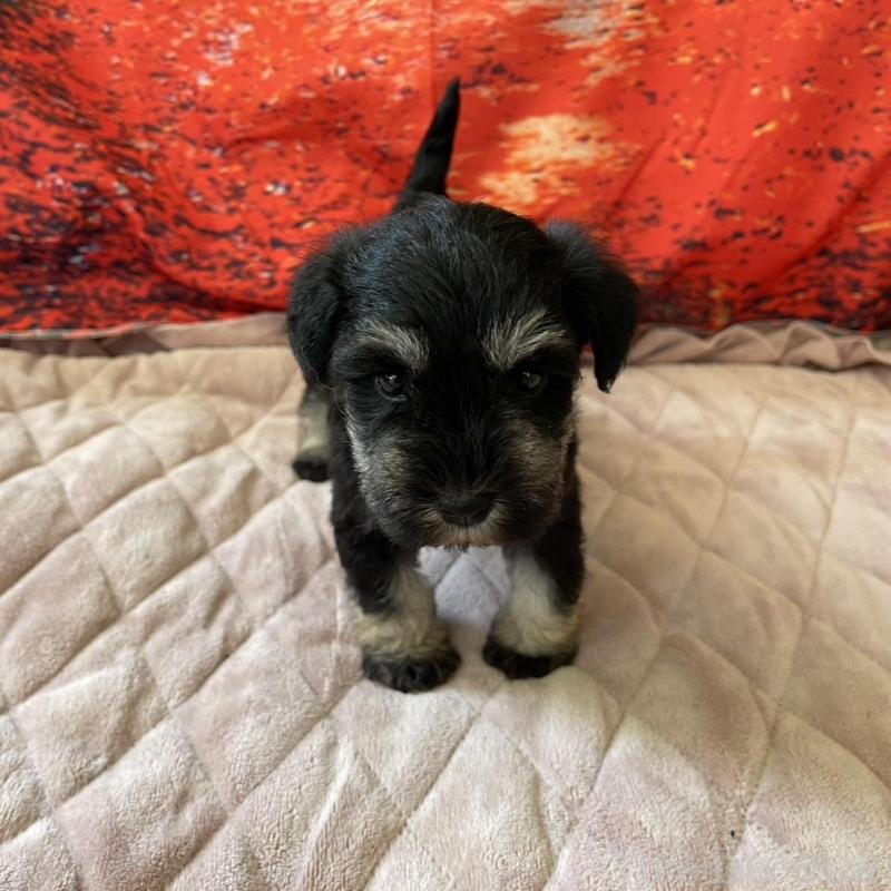 販売中の千葉県のミニチュアシュナウザー-423863の1枚目