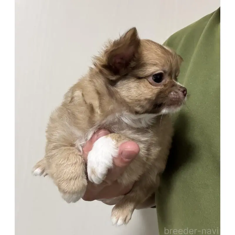 販売中の埼玉県のチワワ(ロングコート)-423866の4枚目