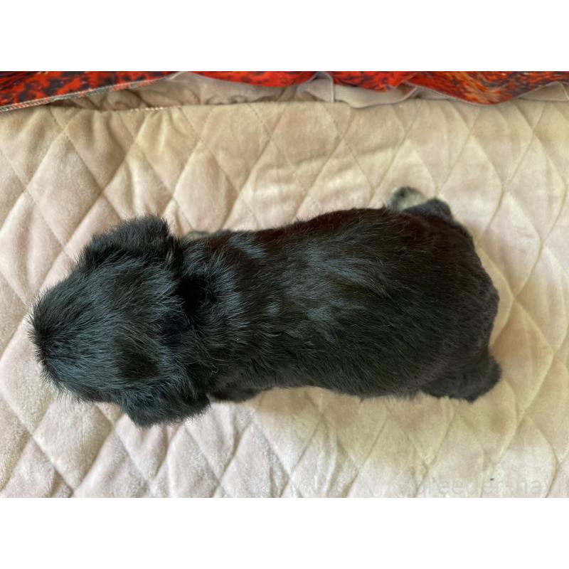 販売中の千葉県のミニチュアシュナウザー-423864の5枚目