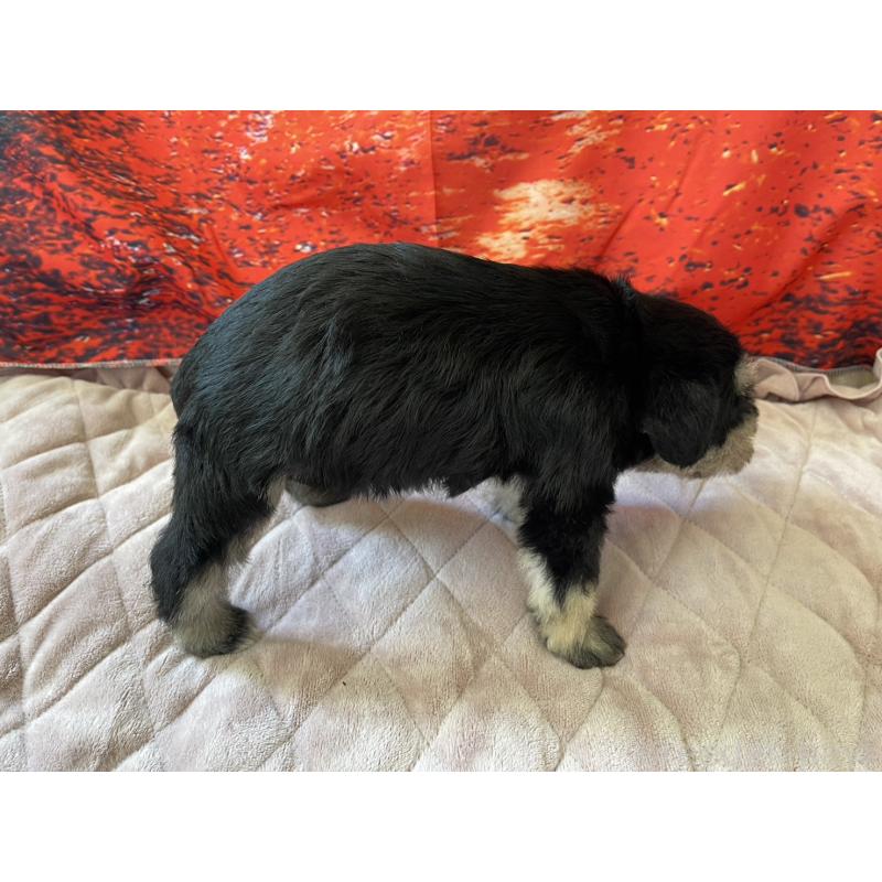 販売中の千葉県のミニチュアシュナウザー-423864の4枚目