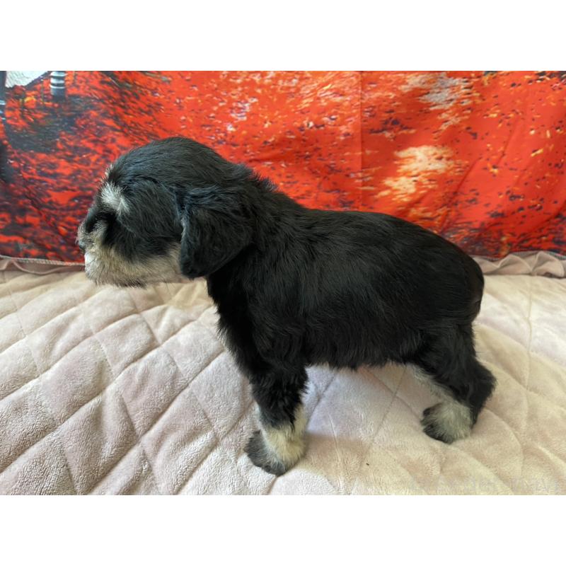 販売中の千葉県のミニチュアシュナウザー-423864の3枚目