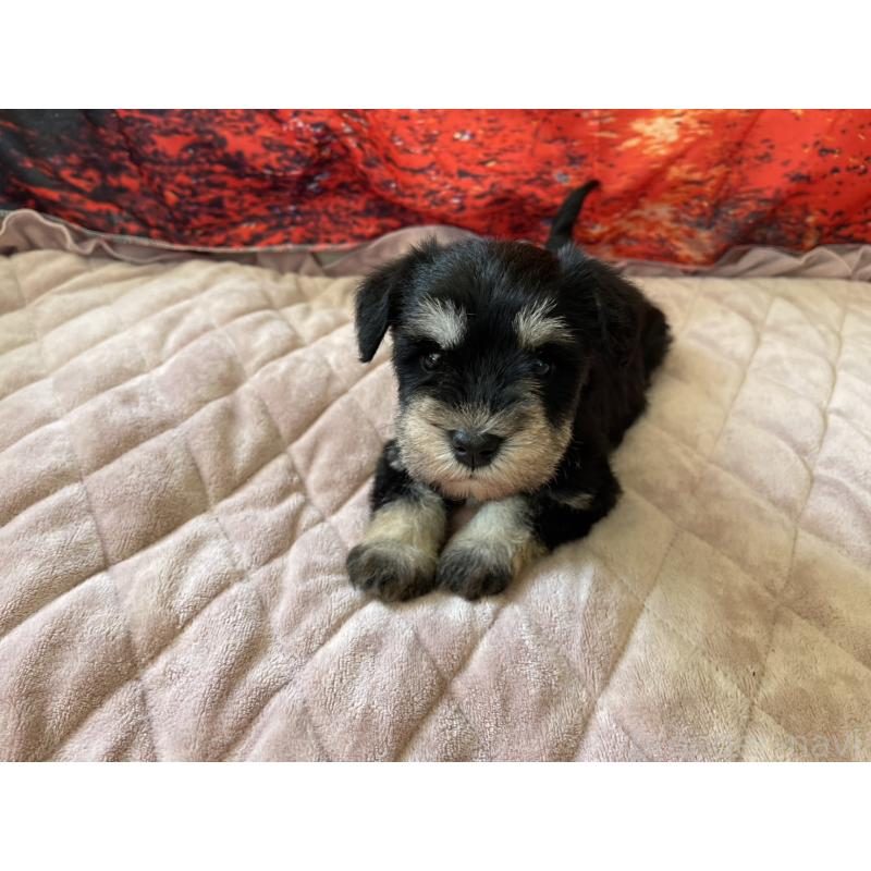 販売中の千葉県のミニチュアシュナウザー-423864の2枚目