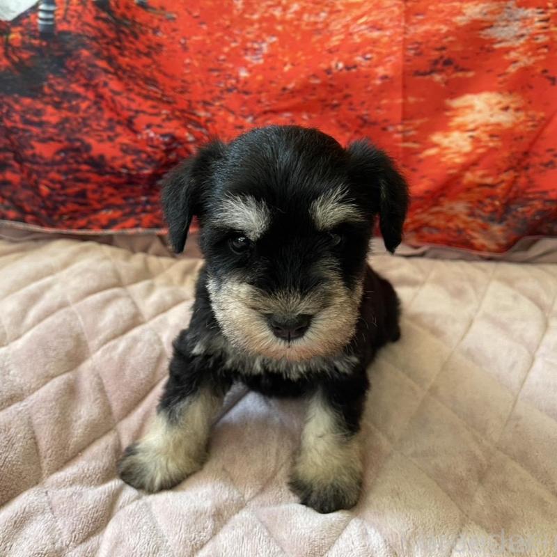 販売中の千葉県のミニチュアシュナウザー-423864の1枚目