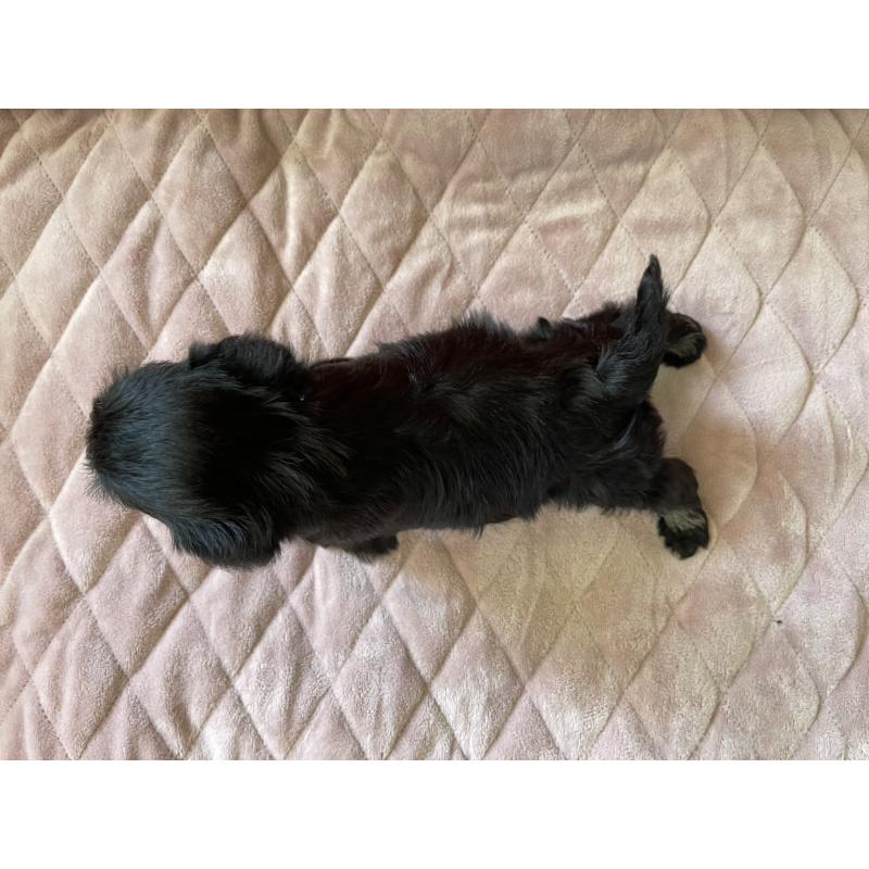 販売中の千葉県のミニチュアシュナウザー-423865の5枚目