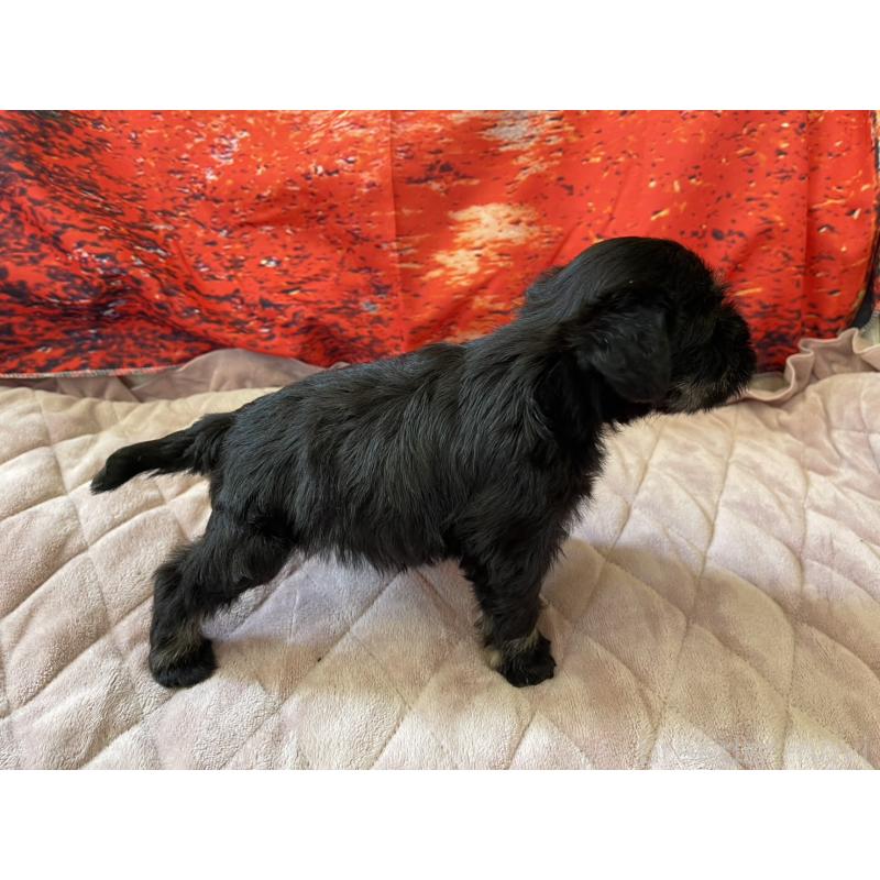 販売中の千葉県のミニチュアシュナウザー-423865の4枚目