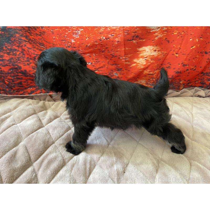 販売中の千葉県のミニチュアシュナウザー-423865の3枚目