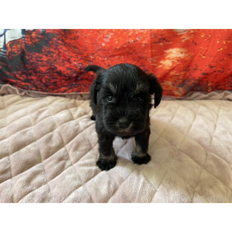 販売中の千葉県のミニチュアシュナウザー-423865の2枚目