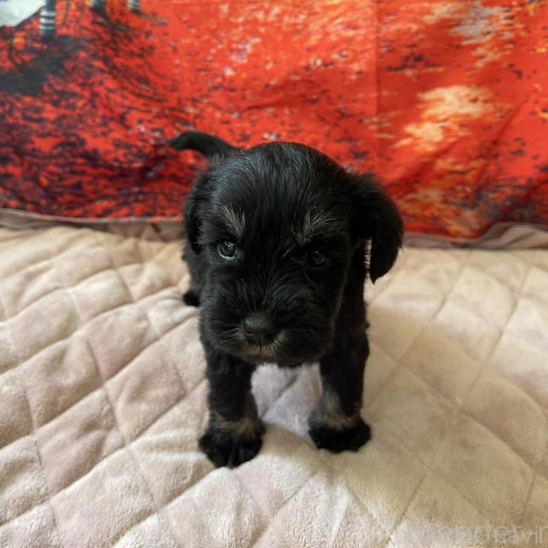 販売中の千葉県のミニチュアシュナウザー-423865の1枚目