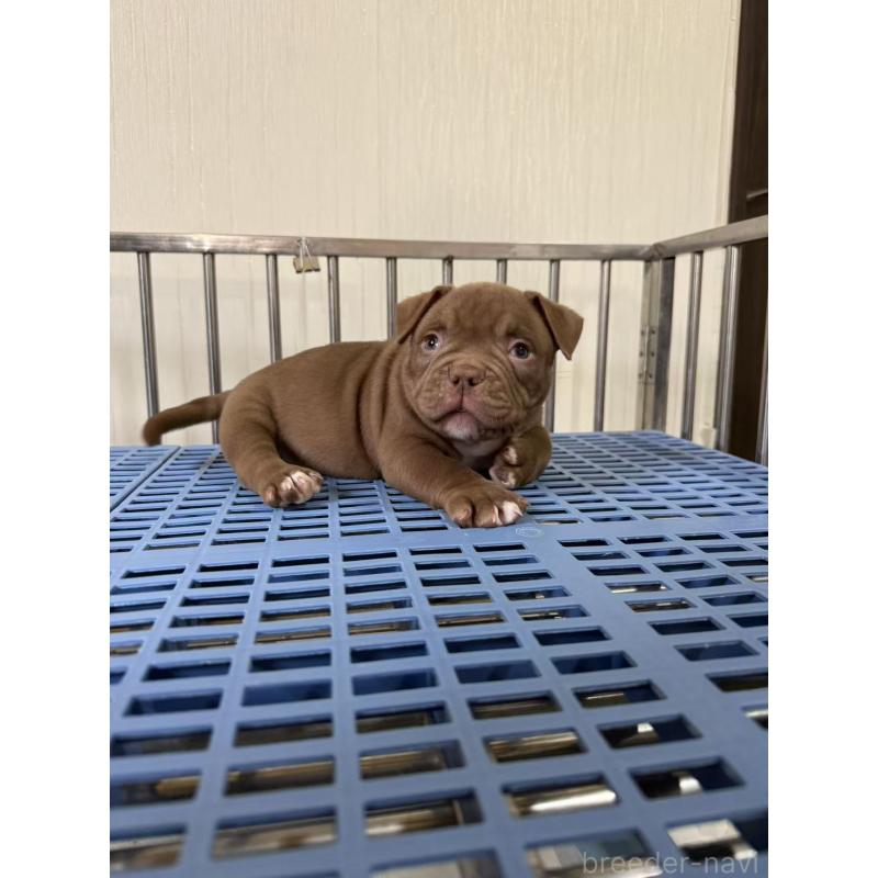 販売中の茨城県のエキゾチックブリー-421359の5枚目