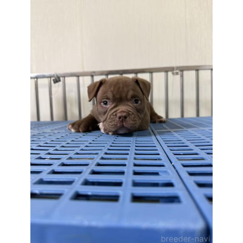 販売中の茨城県のエキゾチックブリー-421359の4枚目