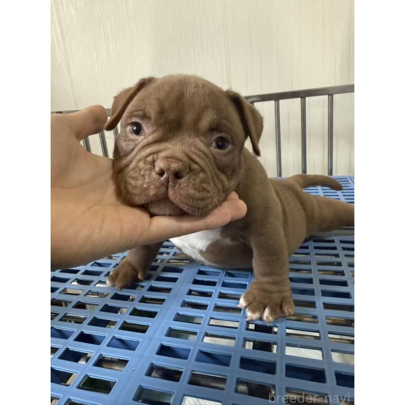 販売中の茨城県のエキゾチックブリー-421359の3枚目