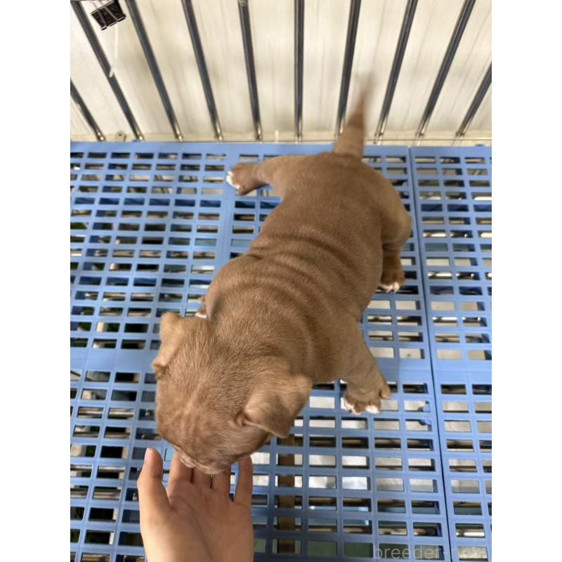 販売中の茨城県のエキゾチックブリー-421359の2枚目