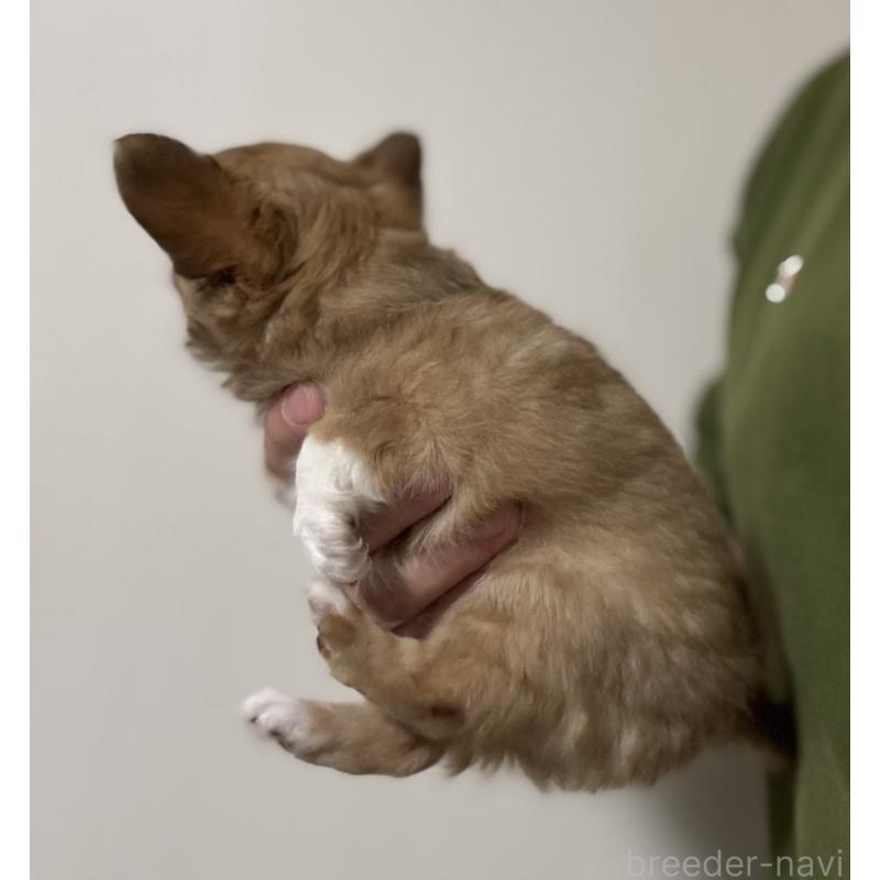 販売中の埼玉県のチワワ(ロングコート)-423868の3枚目